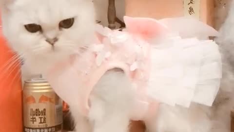 The kitten in the pink dress, like a model, is more like a princess