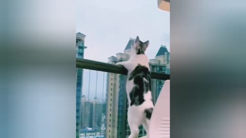 Cute and Funny Cat Short Training Videos