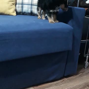 Puppy response to knocking