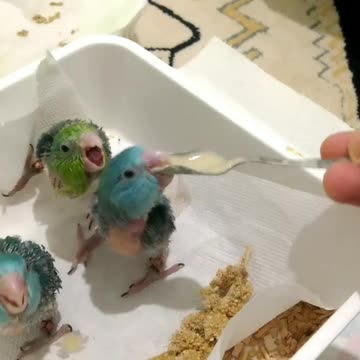 These Hungry Baby Parrots Give The Formula An Approving Nod