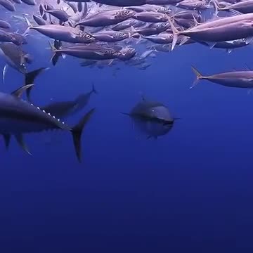 school of large tuna