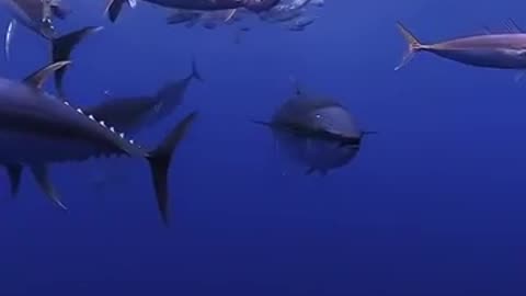 school of large tuna