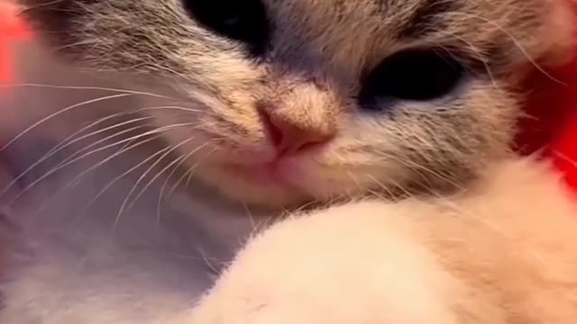 Cute pie