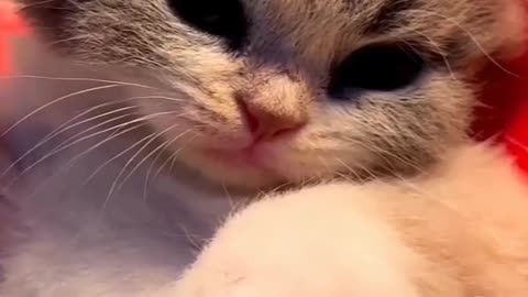Cute pie