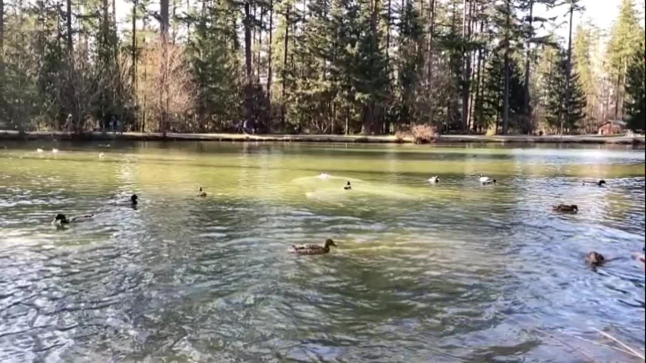 Playing Ducks