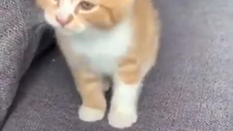 cat funny movement