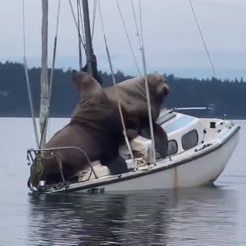 Boats and sea lions 🤣
