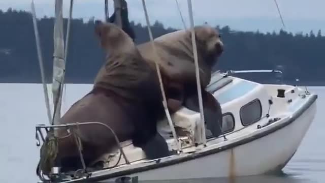 Boats and sea lions 🤣