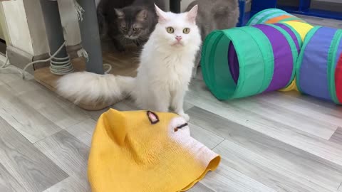 Cats playing 🐶 Trending Funny Animals