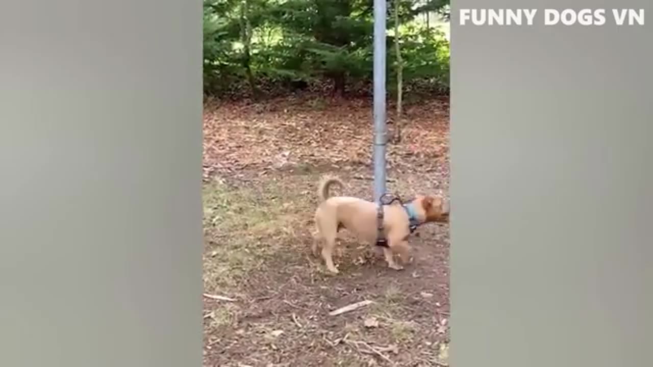 Dog is working video