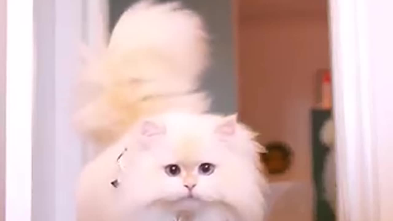 fluffy Persian Cat walking 😍