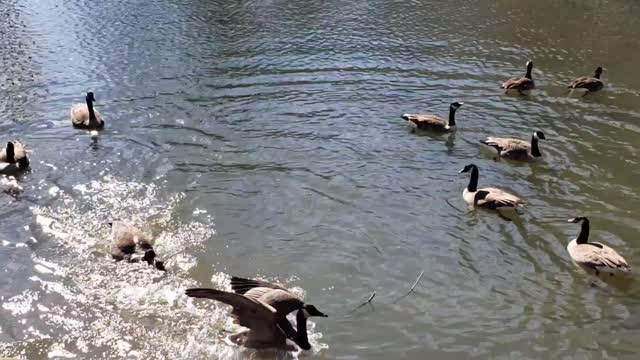 Duck grabs another's breakfast