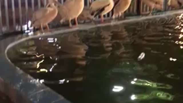 حديقة الحيوانات zoo in duhok