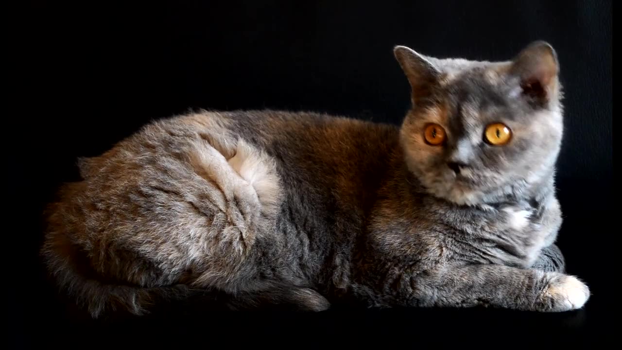 Beautiful cat is playing himself and looking hot