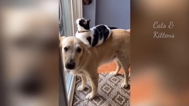 OMG SO FUNNY AND CUTE - BEST CAT VIDEOS 2021!