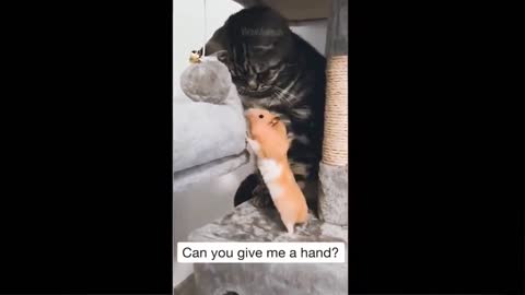 CAT FUN Video