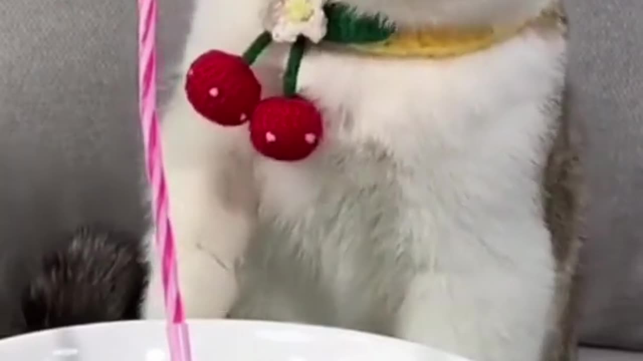 Funniest animals videos 🤣 that will definitely brighten your day 😀