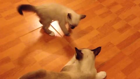 OMG Super Cute ♡ Best Funny Cats Playing😍