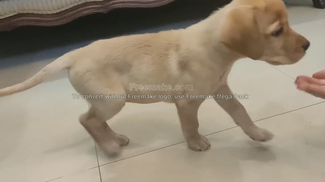 TRAINING UR BRAND NEW LARADOR PUPPY