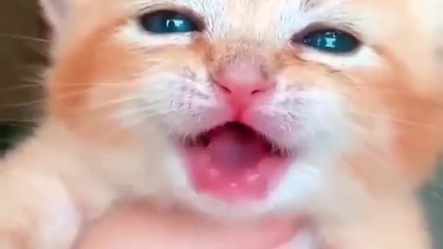 Cutest kitty cat screaming for mother cat