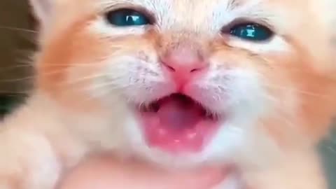 Cutest kitty cat screaming for mother cat