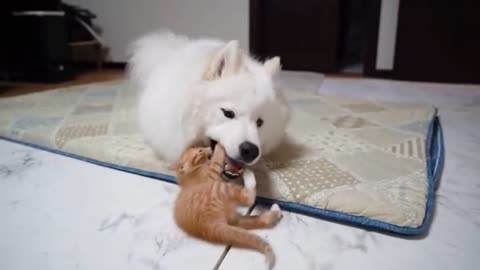 Baby cat and dog playing friendly #animalshome