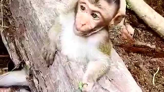 The clever dog saved the monkey trapped in a log