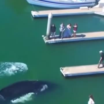 WHALE SWIMS INTO THE HARBOR