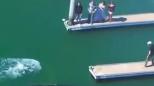WHALE SWIMS INTO THE HARBOR