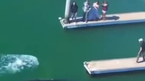 WHALE SWIMS INTO THE HARBOR