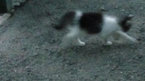 Cat for a walk