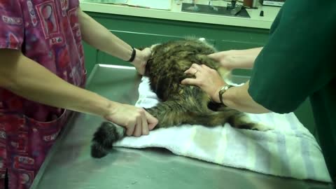 This cat needs surgery to remove its testicles