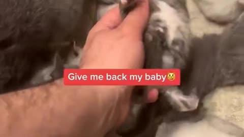 Kitten cute