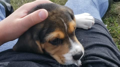 Gus 7wk 1.1