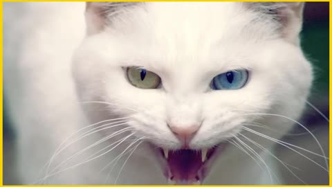 Cat Voice Ringtone 2020 || Kitten Voice Ringtone 2021|
