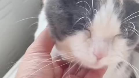Early morning cat in the rice cooker