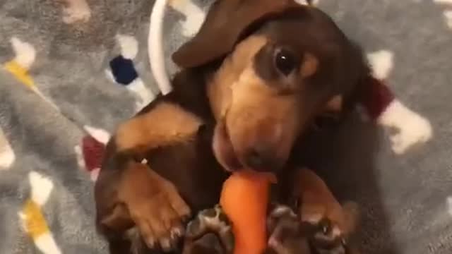 Miniature Dachshund with bunny ears crunches on carrot