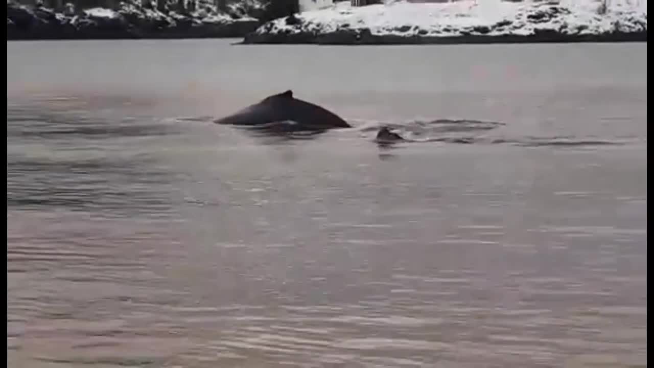 Up Close with Humpback Whales.. Newfoundland, Canada