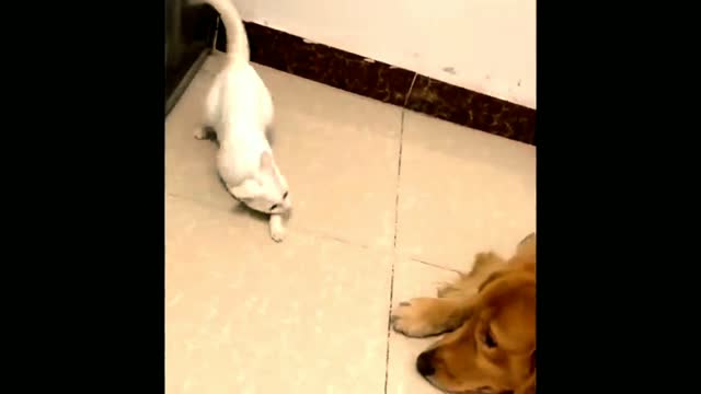 Cat & Dog fighting