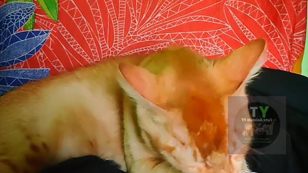 - Cute Best Compilation Videos 2023, Animals Funny Videos 2024 #animals #Funny