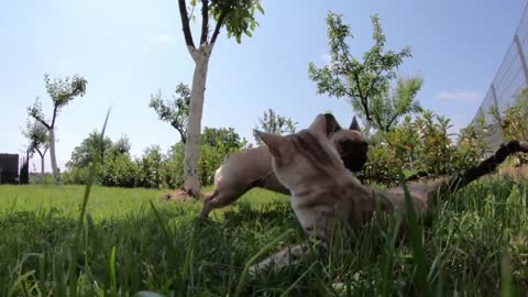 Cotton dog making