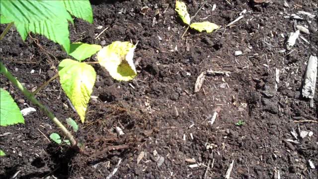 Paul Gautschi's Back To Eden Garden - Raspberries, Tomatoes & Worms - L2Survive with Thatnub