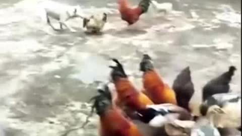 Funny Video - Chicken VS Dogs