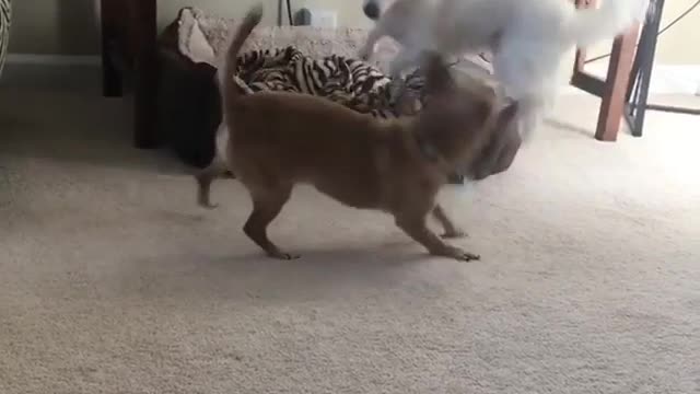 White dog and brown dog play fighting and knock down router