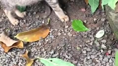 funny cat videos | cute cat videos | cute animals | funny cats Playing Time 06