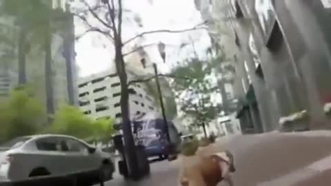 Animals