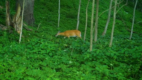 Deer In Forest Eating During Summer