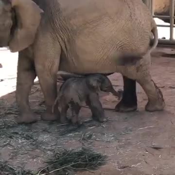 Elephants video