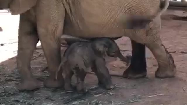 Elephants video