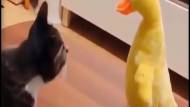 Funny cat telling Bird something??????